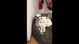 Smiling Dalmatian in Nailsworth shop