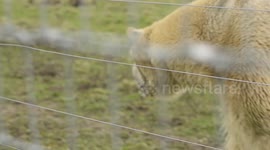 Russian polar bear has been unveiled at a Yorkshire wildlife park