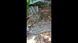Treen Snake Catches Lizard For Lunch