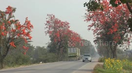 Rows Of Beautiful Bas tard Teak In Thailand