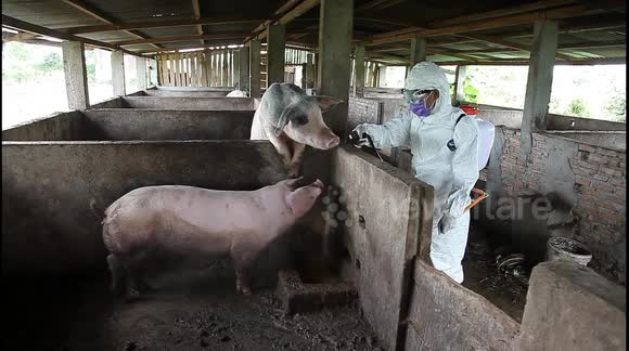 African swine fever revealed as cause for hundreds of pig deaths in Bali