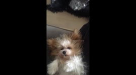 Adorable cute dog laying on back