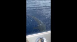 Reef Sharks Swimming Around our boat off North Shore Hawaii