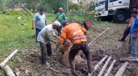 Ox rescued in Thailand after getting trapped in muddy swamp for two days