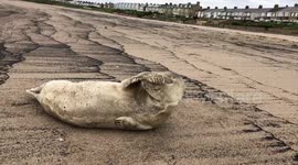 Seal pup chillaxing, considering a swim but resting some more