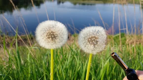 Slow-motion vid catches strangely mesmerising sight of burning dandelions