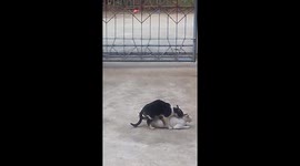 Cat Mating House Compound Area