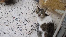 How our local cats asking for food !!!