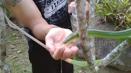 Thirsty snake drinks water from hiker's palm during drought in Thailand