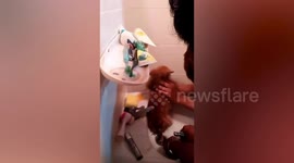Pet chihuahua rescued after getting paw stuck in bathroom sink