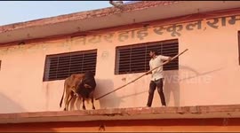 Bull walks into school in India then gets injured jumping off first floor ledge