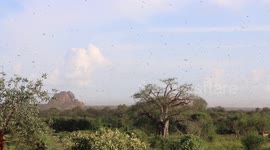 Locust swarms destroy crops in Kenya as East Africa faces worst infestation in 25 years