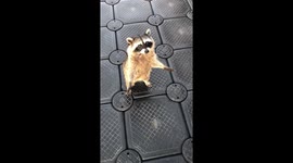 Adorable raccoon attempts to take brownies out of Californian man's hand