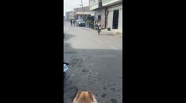 Doggos Say Hello On Morning Walk