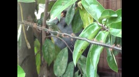 ants on a clothes line