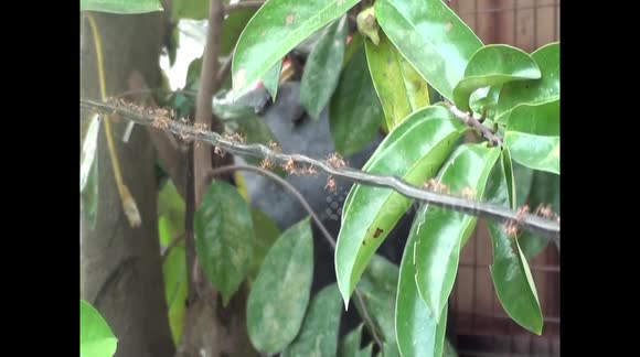ants on a clothes line