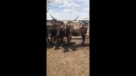 Sorting Sis, the Watusi Cow with large spread horns