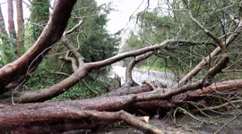 Storm Ciara brings down trees and closes roads in Hertfordshire