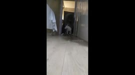 jock the dog on skate board funny jock doing doggy tricks for everyone