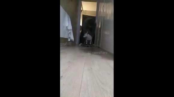 jock the dog on skate board funny jock doing doggy tricks for everyone