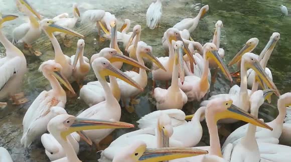 Pink Pelican Reactions When They Don't Catch Fish