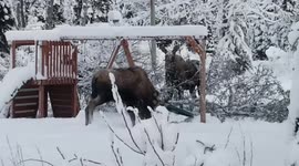 US woman films moose picking a fight with her swing set