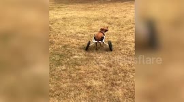 Three-legged pitbull gets a new wheelchair