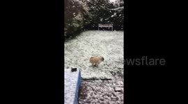 'Absolute, unbridled joy!' UK pug LOVES the snowstorm hitting Manchester area