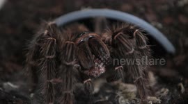 UK woman cured her arachnophobia by watching spider videos on YouTube and now sleeps in room with 35 tarantulas