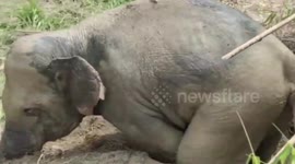 Wild elephant freed from muddy pit in Cambodia
