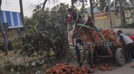 Passersby have to team up to rescue donkey lifted into air on overloaded cart