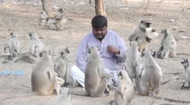 Indian man has been feeding troop of more than 500 monkeys for over a decade