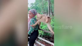 Monkey kicks away woman trying to pose for picture in Malaysia