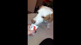 Butch the Jack Russell  is a Yoghurt lover