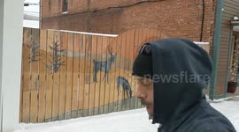 NH primary Berlin polls