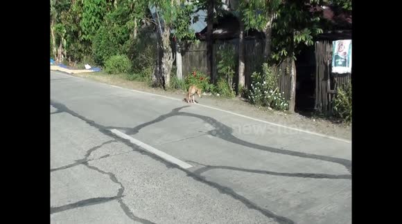 brave dog just gets on with life