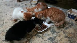 Kittens Bones Food party