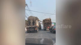 Hilarious moment two elephants steal food from truck next to them