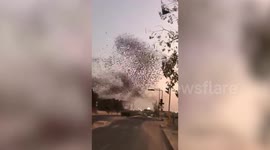 Huge starling murmuration creates wave-like motion in western India