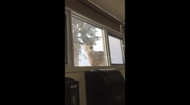 Deer watches lab students from window 2
