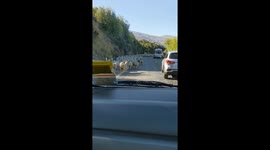 Only in New Zealand will you find this many sheep on the road