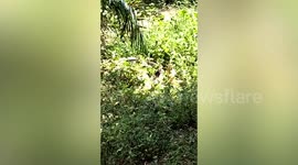 Two mating king cobras coil around each other in front of amazed locals in Thailand