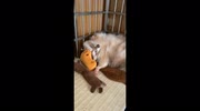 temp