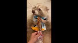 Excited raccoon adorably eats Japanese snack