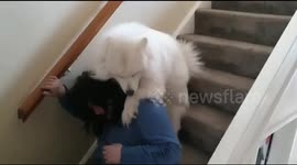 Randy dog gets 'friendly' with owner!