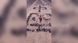 Farmer spreads feed to make 1,000 chickens form words of encouragement for China during coronavirus outbreak