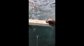 Silly seals  only wanna squill .  How friendly to share a meal