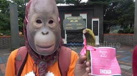 Indonesian activists dedicate their Valentine's Day to endangered orangutans