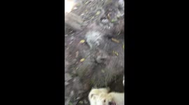 My dogs gesture when I arrived home