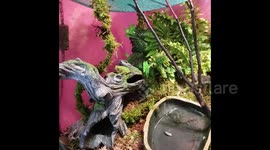 Green Tree Frog hilariously 'chirps' after getting misted by owner